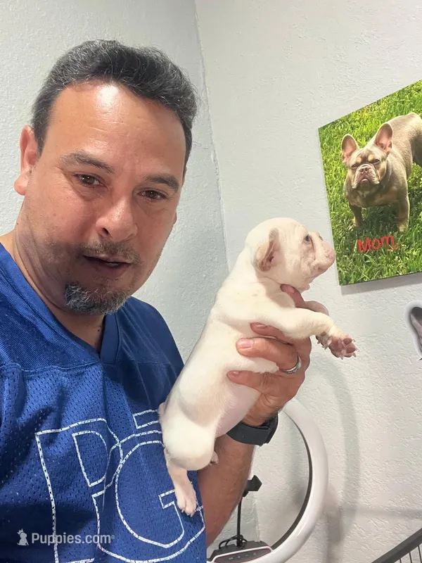Zira  – French Bulldog puppy for sale in Miami, FL
