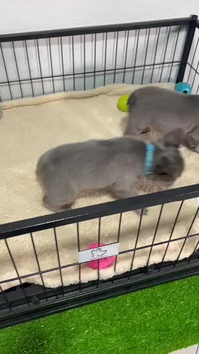 Tito , a male French Bulldog for sale in Miami, FL – 9 of 9