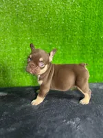 Sisi, a female French Bulldog for sale in Miami, FL – Photo 5 of 5