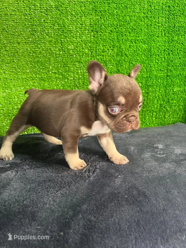 Sisi – French Bulldog puppy for sale in Miami, FL
