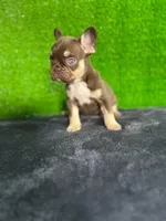 Sisi, a female French Bulldog for sale in Miami, FL – Photo 2 of 5