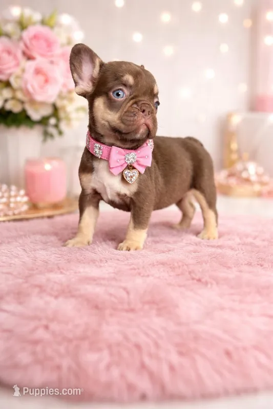 Sisi – French Bulldog puppy for sale in Miami, FL