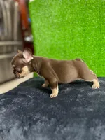 Sisi, a female French Bulldog for sale in Miami, FL – Photo 4 of 5