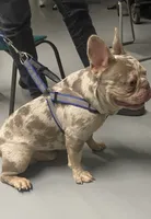 Simon , a male French Bulldog for sale in Miami, FL – 4 of 4
