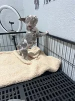 Allegra , a female French Bulldog for sale in Miami, FL – 3 of 7