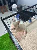 Snow , a male French Bulldog for sale in Miami, FL – 6 of 8