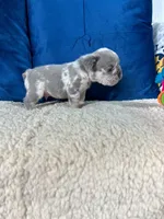 Cody , a male French Bulldog for sale in Miami, FL – 3 of 4