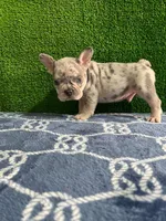 Filo , a male French Bulldog for sale in Miami, FL – 8 of 10
