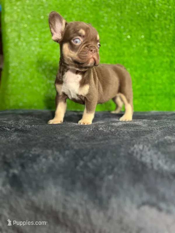 Sisi  – French Bulldog puppy for sale in Miami, FL
