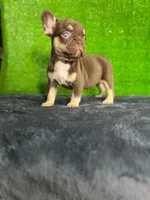 Sisi , a female French Bulldog for sale in Miami, FL – Photo 1 of 5