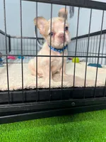 Snow , a male French Bulldog for sale in Miami, FL – 2 of 8