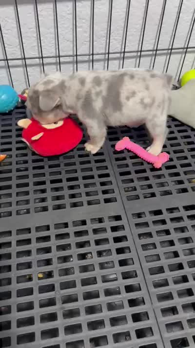 Sanson , a male French Bulldog for sale in Miami, FL – 4 of 4
