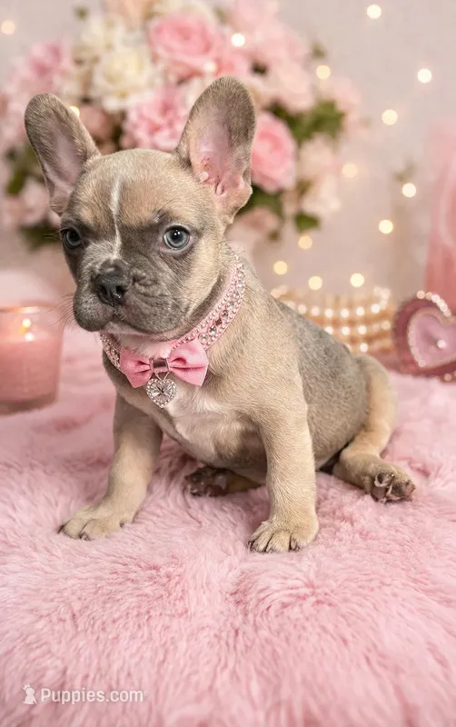 Susy  – French Bulldog puppy for sale in Miami, FL