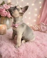 Susy , a female French Bulldog for sale in Miami, FL – Photo 2 of 5