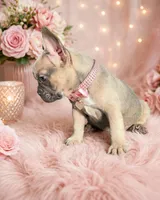 Susy , a female French Bulldog for sale in Miami, FL – Photo 3 of 5