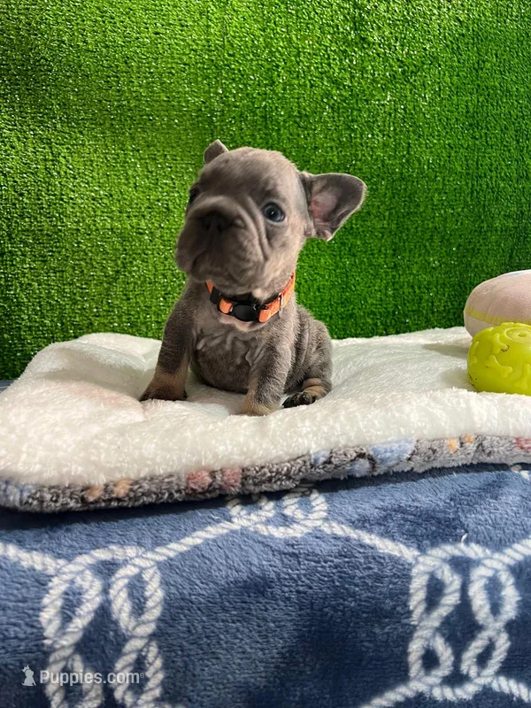 Waldo  – French Bulldog puppy for sale in Miami, FL