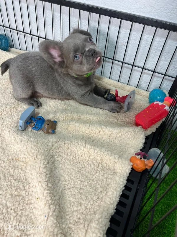 Murphy  – French Bulldog puppy for sale in Miami, FL