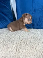 Roja , a female French Bulldog for sale in Miami, FL – 3 of 3