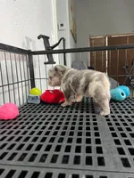 Bear , a male French Bulldog for sale in Miami, FL – 3 of 10