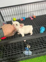 Zira , a female French Bulldog for sale in Miami, FL – 2 of 6