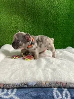 Siro , a male French Bulldog for sale in Miami, FL – 2 of 10
