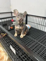 Simon , a male French Bulldog for sale in Miami, FL – 2 of 3