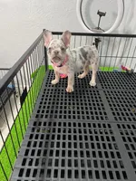 Fifi , a female French Bulldog for sale in Miami, FL – 1 of 5
