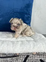 Bear , a male French Bulldog for sale in Miami, FL – 8 of 10