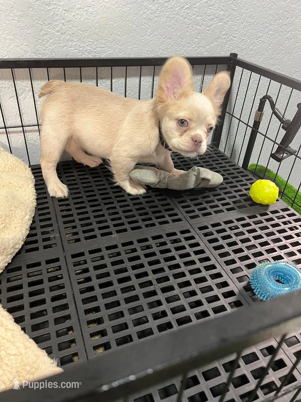 Snow  – French Bulldog puppy for sale in Miami, FL