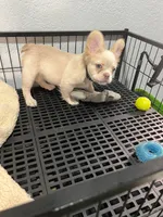 Snow , a male French Bulldog for sale in Miami, FL – 1 of 10