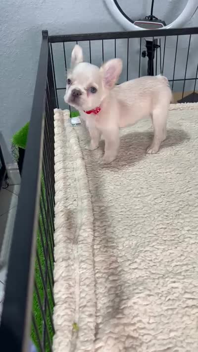 Saddie , a female French Bulldog for sale in Miami, FL – 4 of 4