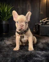 Simon , a male French Bulldog for sale in Miami, FL – Photo 2 of 3
