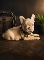 Simon , a male French Bulldog for sale in Miami, FL – Photo 3 of 3