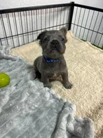 Tito , a male French Bulldog for sale in Miami, FL – 3 of 4