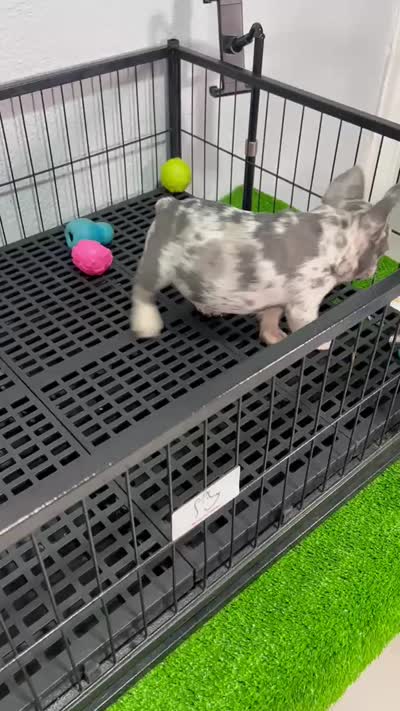 Bruno , a male French Bulldog for sale in Miami, FL – 5 of 6