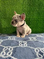 Filo , a male French Bulldog for sale in Miami, FL – 2 of 10