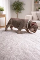 Beyoncé , a male French Bulldog for sale in Miami, FL – Photo 3 of 3