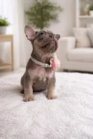 Beyoncé , a male French Bulldog for sale in Miami, FL – Photo 2 of 3