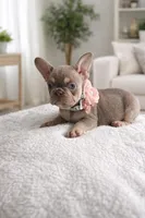 Beyoncé , a male French Bulldog for sale in Miami, FL – Photo 1 of 3