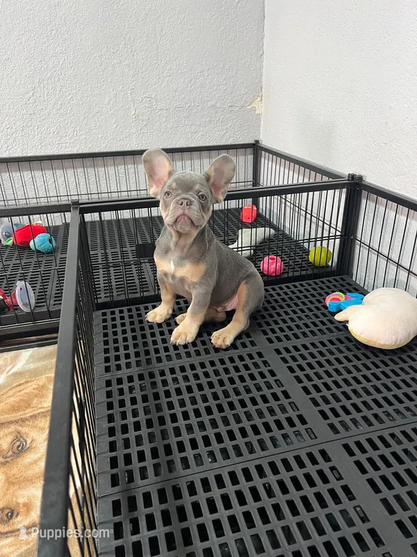 Simon  – French Bulldog puppy for sale in Miami, FL