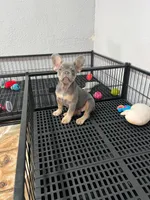 Simon , a male French Bulldog for sale in Miami, FL – 1 of 3