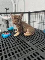Rojo , a male French Bulldog for sale in Miami, FL – 3 of 10