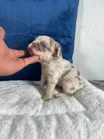 Bear , a male French Bulldog for sale in Miami, FL – 5 of 10