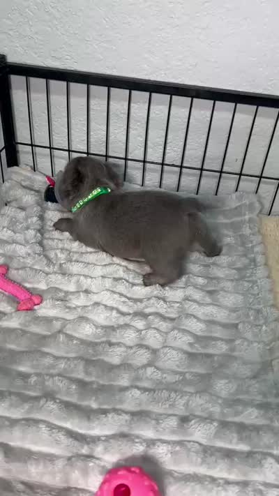 Murphy , a male French Bulldog for sale in Miami, FL – 5 of 5