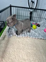 Tito , a male French Bulldog for sale in Miami, FL – 2 of 4