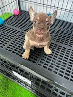 Rojo , a male French Bulldog for sale in Miami, FL – 5 of 10