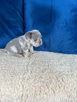 Cody , a male French Bulldog for sale in Miami, FL – 2 of 4