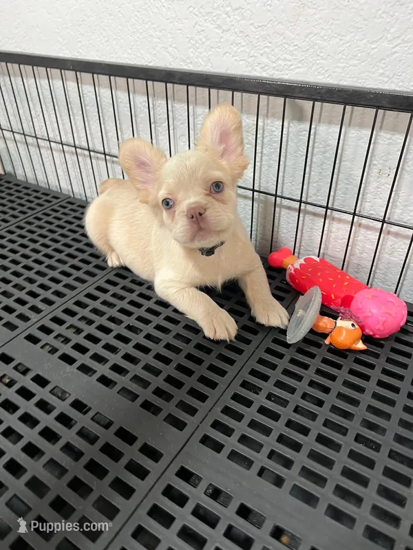 Snow  – French Bulldog puppy for sale in Miami, FL