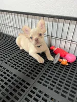 Snow , a male French Bulldog for sale in Miami, FL – 3 of 10