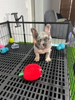 Fifi , a female French Bulldog for sale in Miami, FL – 7 of 9
